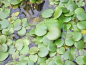 Preview: Froschbiss - Hydrocharis morsus ranae